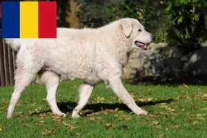 Lees meer over het artikel Kuvasz fokkers en pups in Roemenië