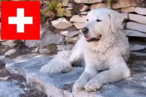 Lees meer over het artikel Kuvasz fokkers en pups in Zwitserland