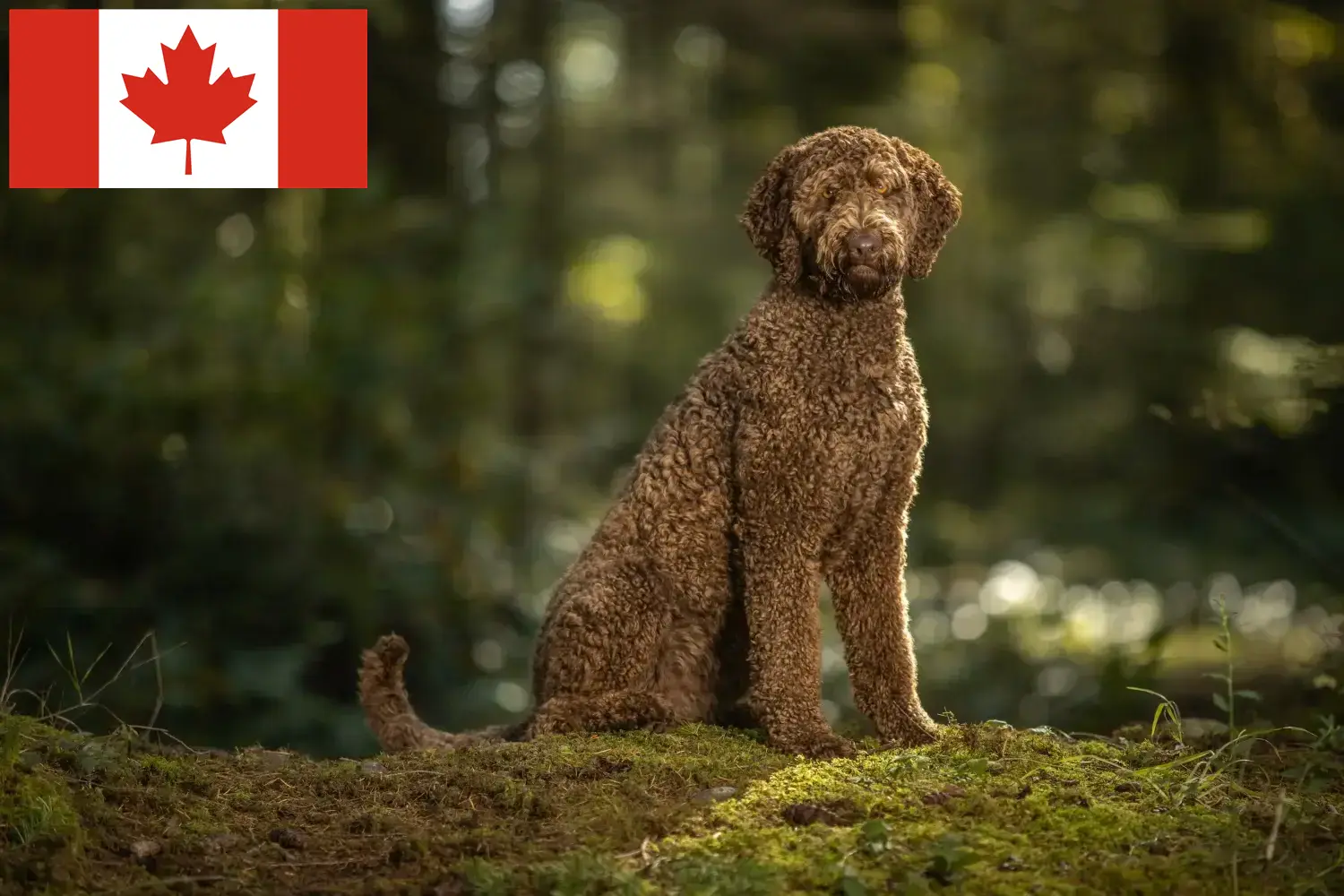 Lees meer over het artikel Labradoodle fokkers en puppies in Canada