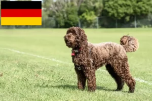 Lees meer over het artikel Labradoodle fokkers en puppies in Duitsland
