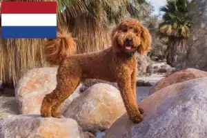 Lees meer over het artikel Labradoodle fokkers en puppies in Nederland