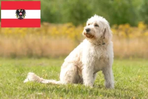 Lees meer over het artikel Labradoodle fokkers en puppies in Oostenrijk