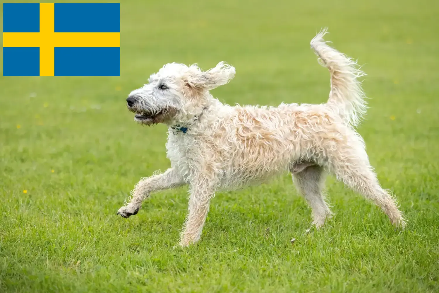 Lees meer over het artikel Labradoodle fokkers en puppy’s in Zweden