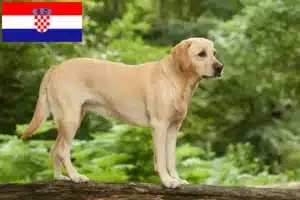 Lees meer over het artikel Labrador fokkers en puppy’s in Kroatië