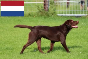 Lees meer over het artikel Labradorfokkers en puppy’s in Nederland