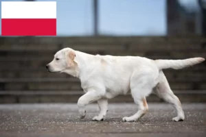 Lees meer over het artikel Labradorfokkers en puppy’s in Polen