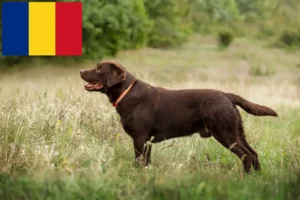 Lees meer over het artikel Labradorfokkers en puppy’s in Roemenië