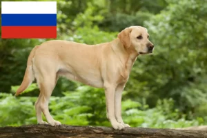 Lees meer over het artikel Labradorfokkers en puppy’s in Rusland