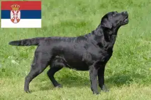 Lees meer over het artikel Labradorfokkers en puppy’s in Servië