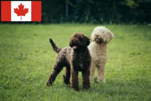 Lees meer over het artikel Lagotto Romagnolo fokkers en pups in Canada