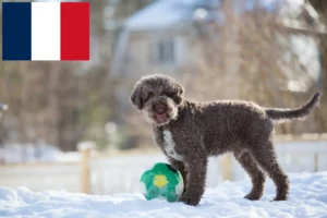 Lees meer over het artikel Lagotto Romagnolo fokkers en pups in Frankrijk