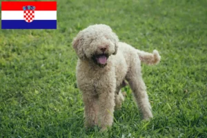 Lees meer over het artikel Lagotto Romagnolo fokkers en pups in Kroatië