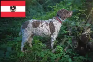 Lees meer over het artikel Lagotto Romagnolo fokkers en pups in Oostenrijk