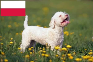 Lees meer over het artikel Lagotto Romagnolo fokkers en pups in Polen