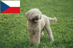 Lees meer over het artikel Lagotto Romagnolo fokkers en pups in Tsjechië