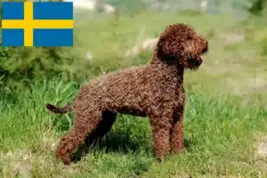 Lees meer over het artikel Lagotto Romagnolo fokkers en pups in Zweden