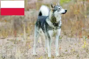 Lees meer over het artikel Laika fokkers en pups in Polen