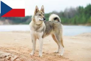 Lees meer over het artikel Laika fokkers en pups in Tsjechië