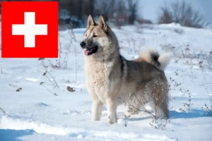 Lees meer over het artikel Laika fokkers en pups in Zwitserland