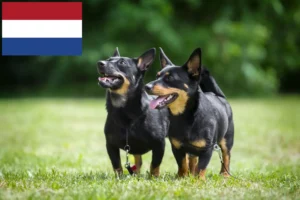 Lees meer over het artikel Lancashire Heeler fokkers en pups in Nederland