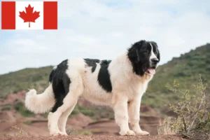 Lees meer over het artikel Landseer fokkers en pups in Canada