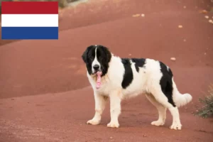 Lees meer over het artikel Landseer fokkers en pups in Nederland