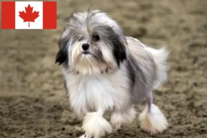 Lees meer over het artikel Löwchen fokkers en pups in Canada