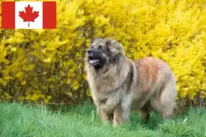 Lees meer over het artikel Leonberger fokkers en pups in Canada