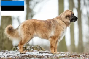 Lees meer over het artikel Leonberger fokkers en pups in Estland