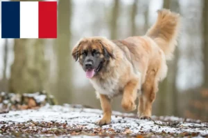 Lees meer over het artikel Leonberger fokkers en pups in Frankrijk