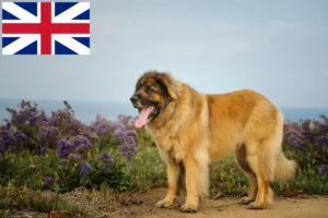 Lees meer over het artikel Leonberger fokkers en pups in Groot-Brittannië