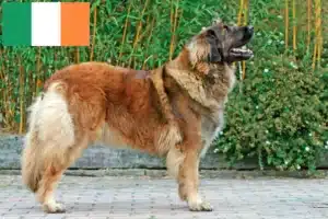 Lees meer over het artikel Leonberger fokkers en pups in Ierland