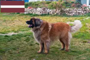 Lees meer over het artikel Leonberger fokkers en pups in Letland