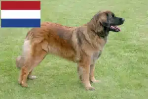 Lees meer over het artikel Leonberger fokkers en pups in Nederland