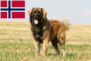 Lees meer over het artikel Leonberger fokkers en pups in Noorwegen