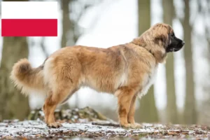 Lees meer over het artikel Leonberger fokkers en pups in Polen