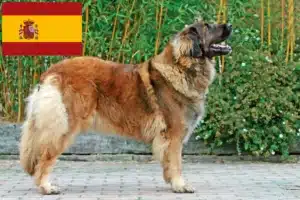 Lees meer over het artikel Leonberger fokkers en pups in Spanje