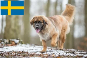 Lees meer over het artikel Leonberger fokkers en pups in Zweden