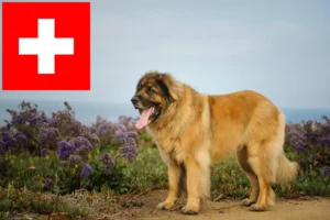 Lees meer over het artikel Leonberger fokkers en pups in Zwitserland