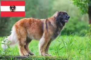 Lees meer over het artikel Leonberger fokkers en pups in Oostenrijk