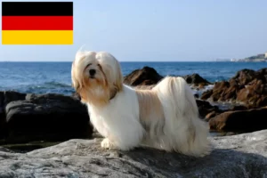 Lees meer over het artikel Lhasa Apso fokkers en puppy’s in Duitsland