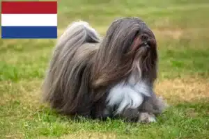 Lees meer over het artikel Lhasa Apso fokkers en pups in Nederland