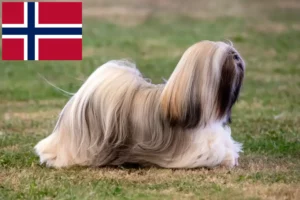 Lees meer over het artikel Lhasa Apso fokkers en pups in Noorwegen