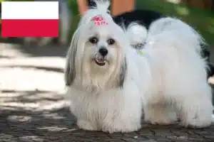 Lees meer over het artikel Lhasa Apso fokkers en pups in Polen