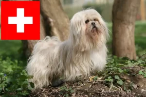 Lees meer over het artikel Lhasa Apso fokkers en pups in Zwitserland