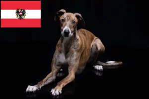 Lees meer over het artikel Magyar Agar fokkers en pups in Oostenrijk
