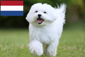 Lees meer over het artikel Maltezer fokkers en pups in Nederland