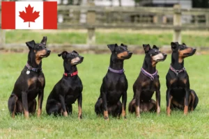 Lees meer over het artikel Manchester Terrier Fokkers en Puppies in Canada