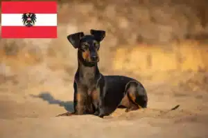 Lees meer over het artikel Manchester Terrier fokkers en pups in Oostenrijk