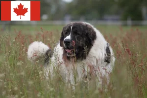 Lees meer over het artikel Mastín del Pirineo fokkers en pups in Canada